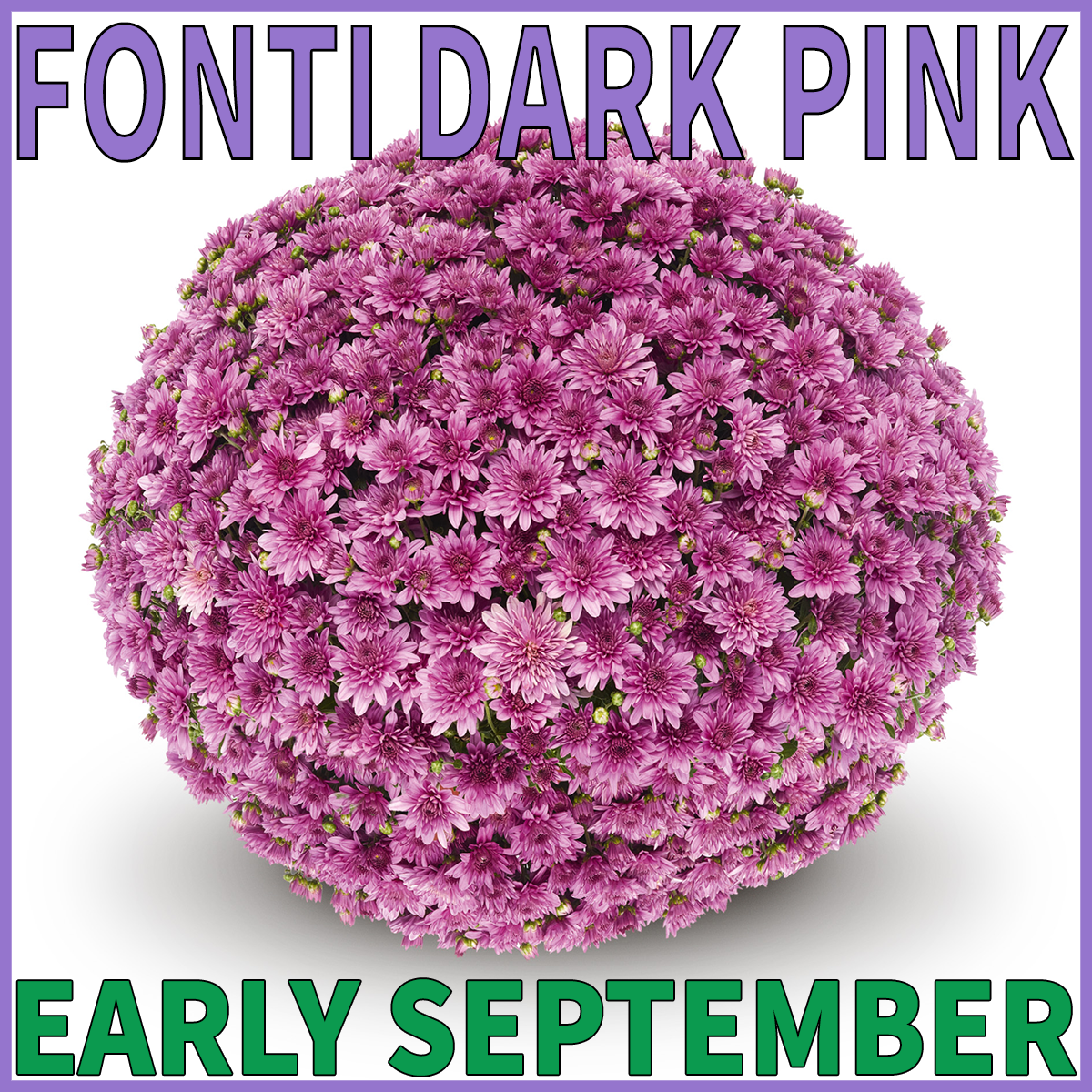 23-Early-Mums-Fonti-Pink