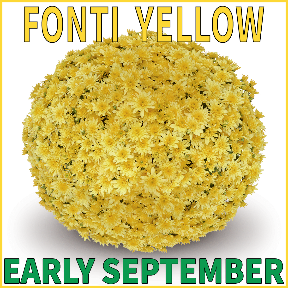23-Early-Mums-Fonti-Yellow