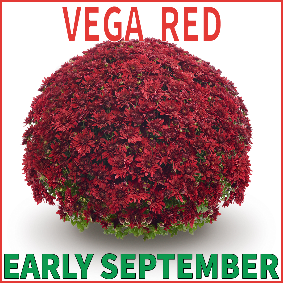 23-Early-Mums-Vega-Red-2