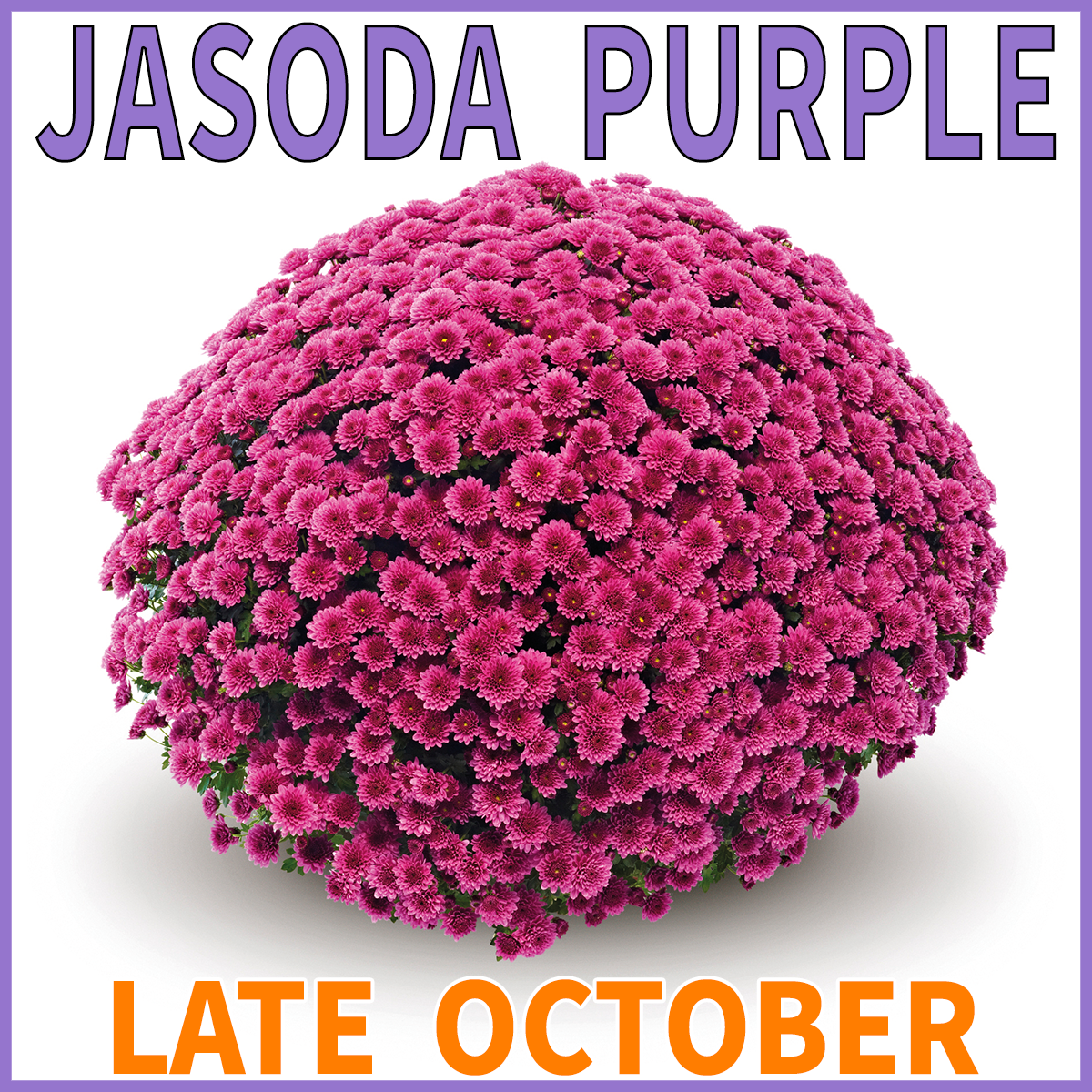 23-Late-Late-JASODA-Mums-Jasoda-Purple