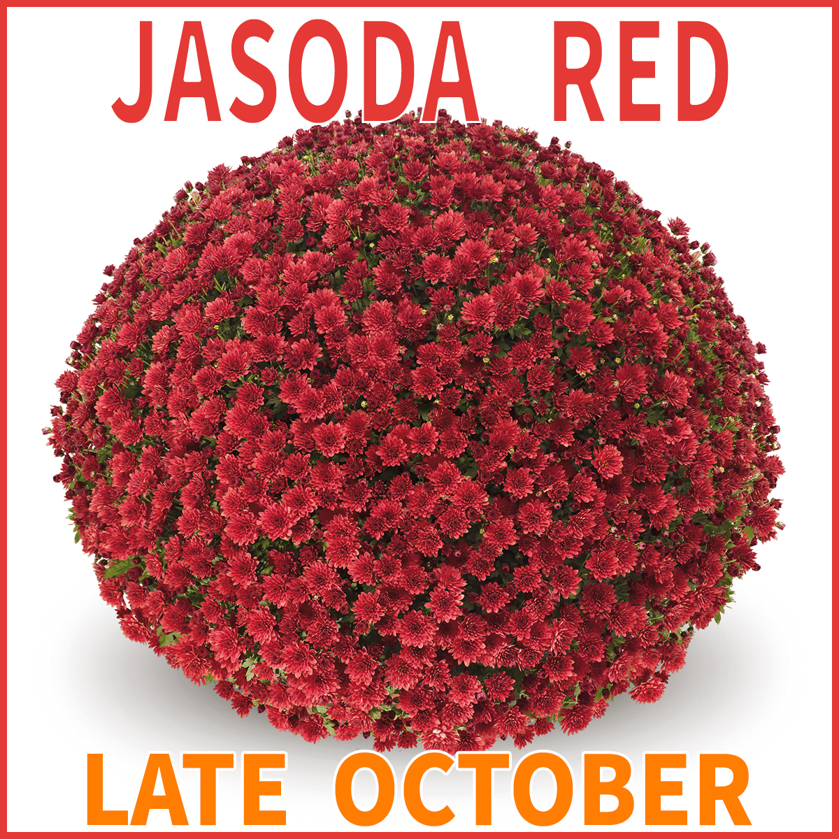 23-Late-Late-JASODA-Mums-Jasoda-Red