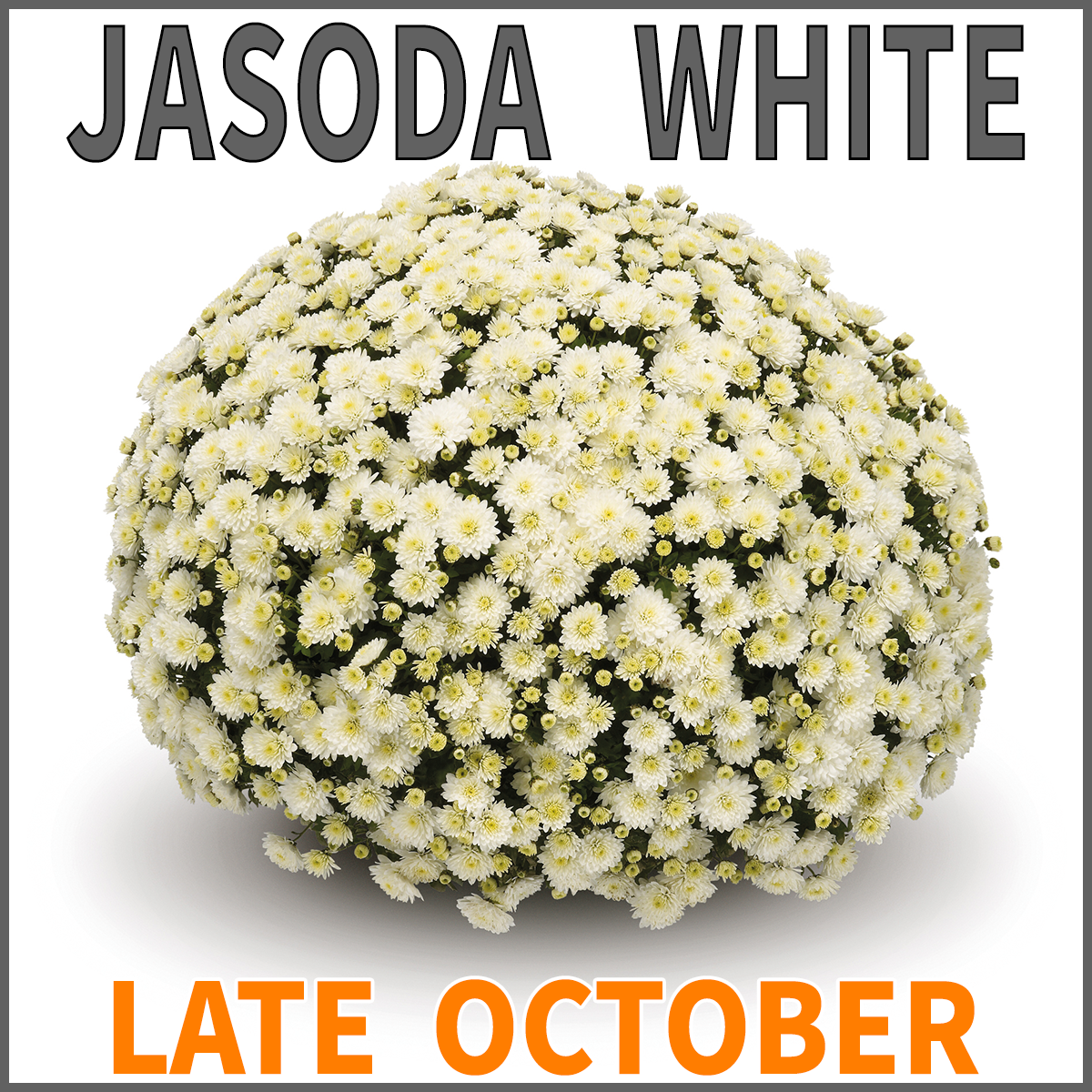 23-Late-Late-JASODA-Mums-Jasoda-White