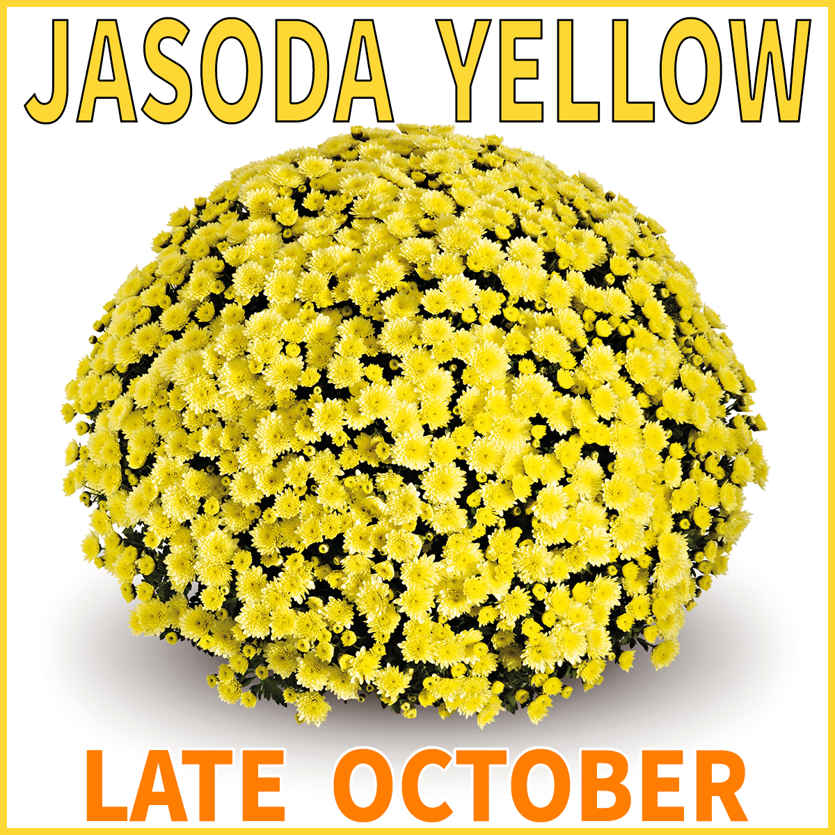 23-Late-Late-JASODA-Mums-Jasoda-Yellow