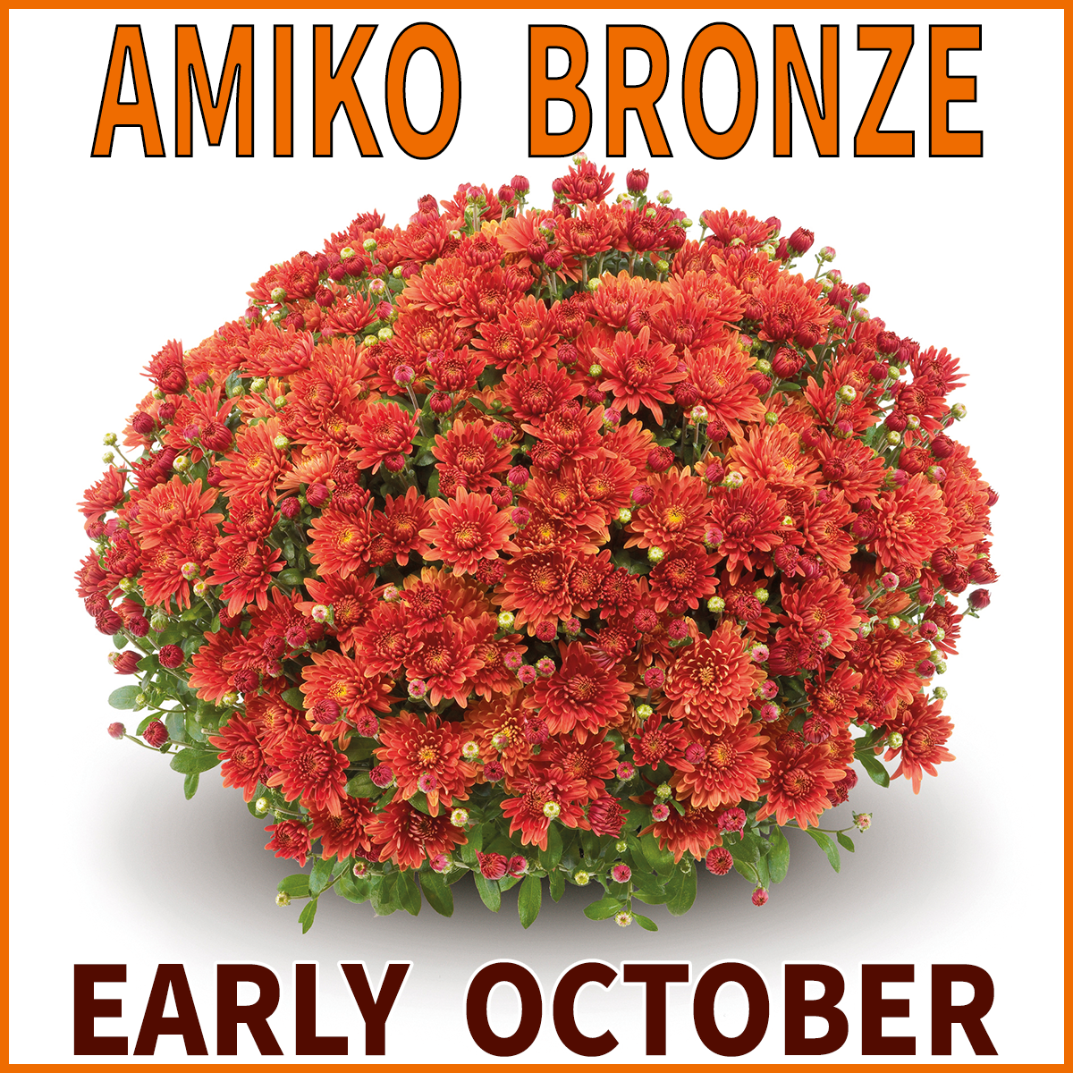23-Late-Mums-Amiko-Bronze