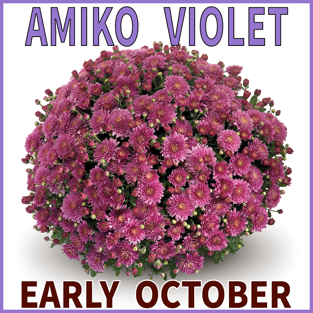 23-Late-Mums-Amiko-Violet