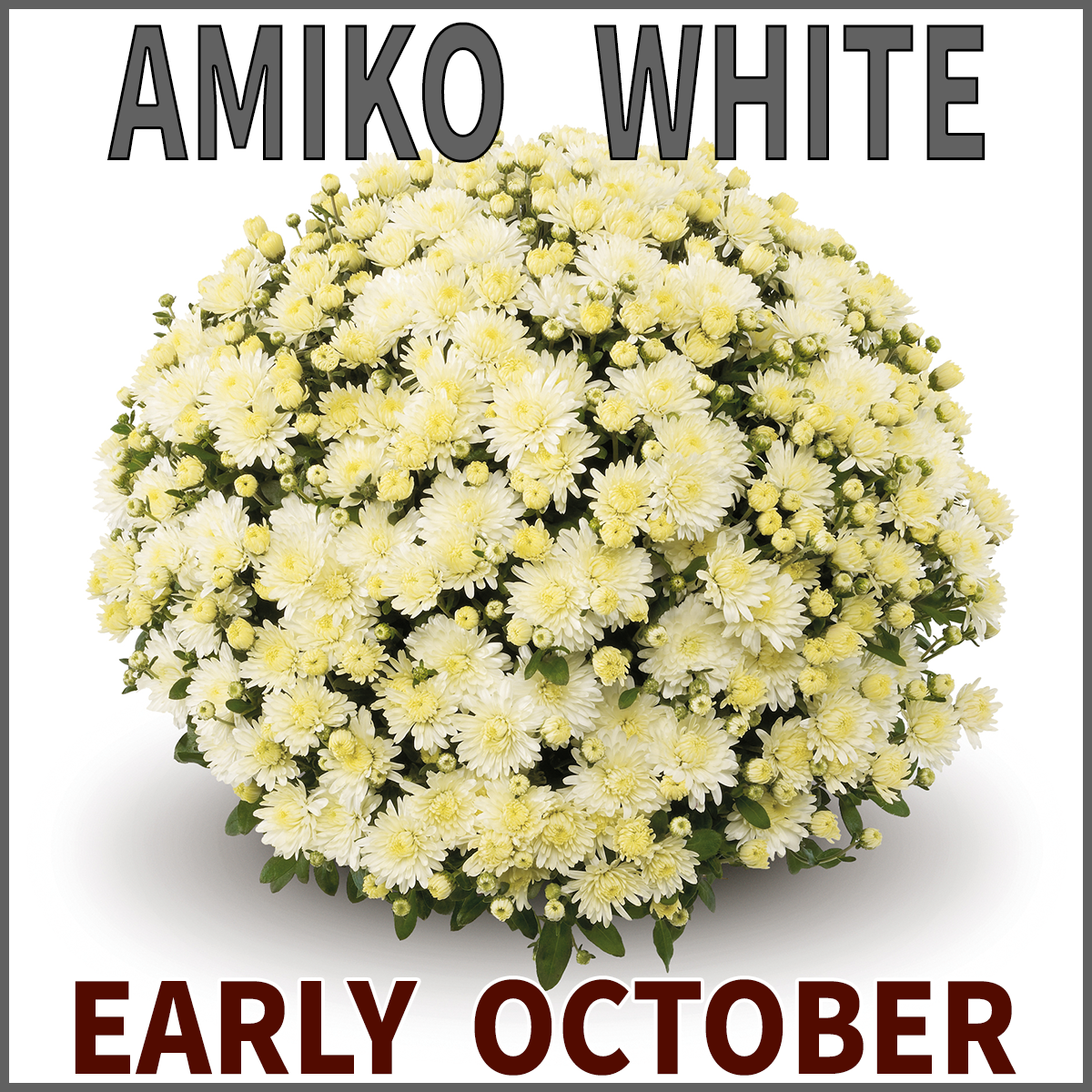 23-Late-Mums-Amiko-White