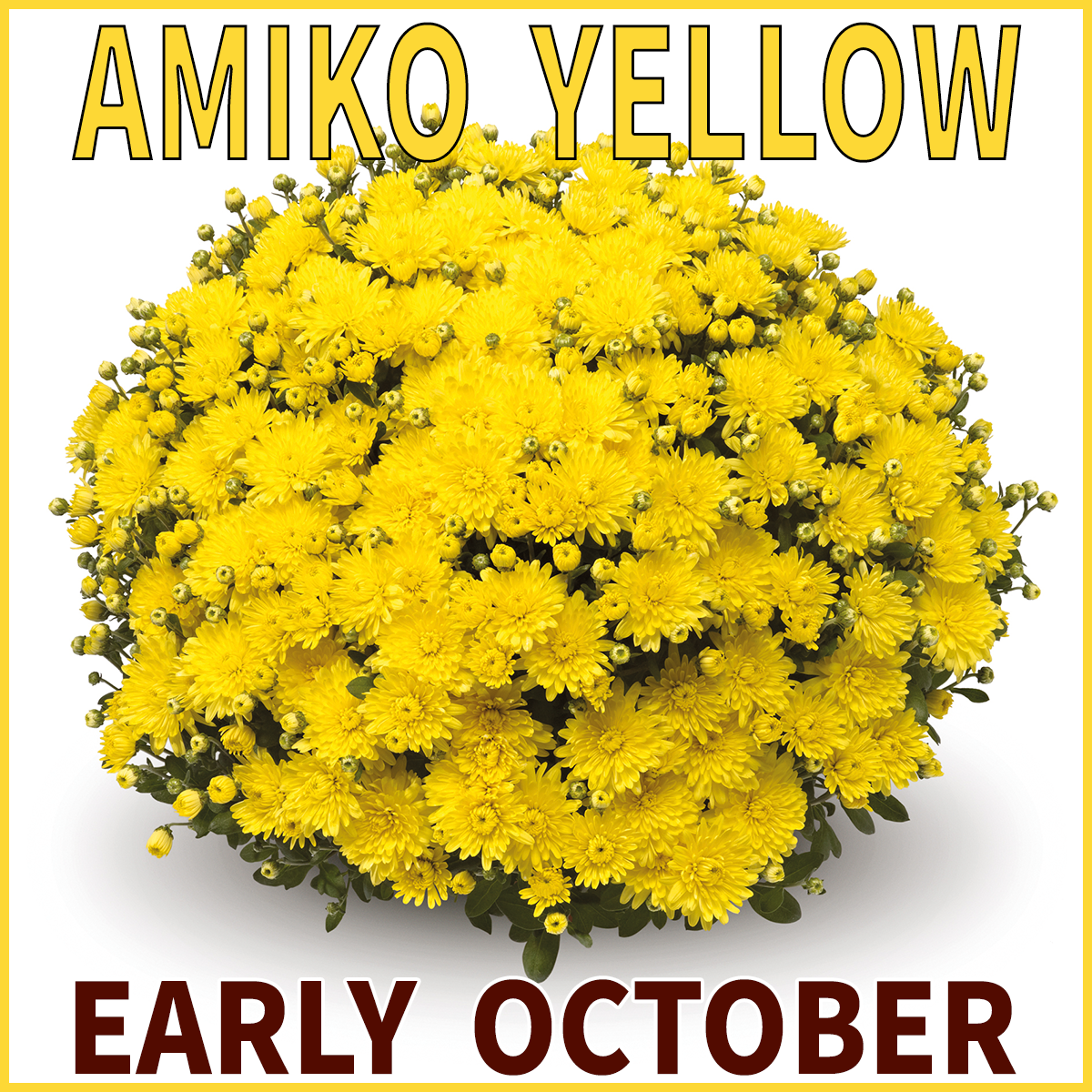 23-Late-Mums-Amiko-Yellow