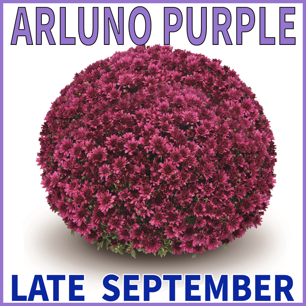 23-Mid-Mums-Arluno-Purple