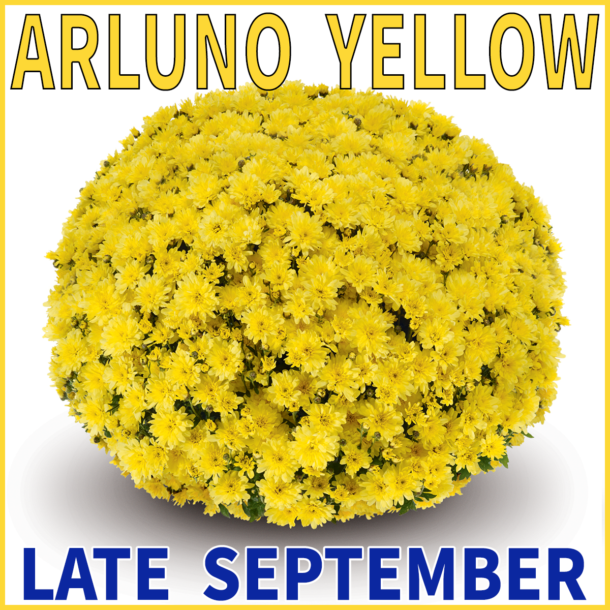 23-Mid-Mums-Arluno-Yellow