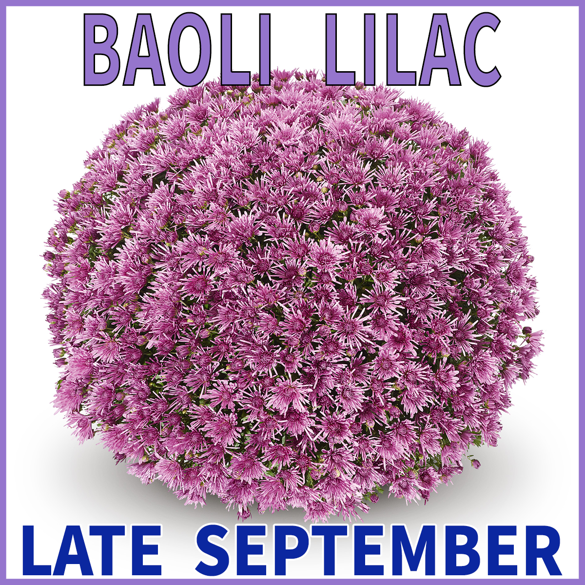 23-Mid-Mums-Baoli-Lilac