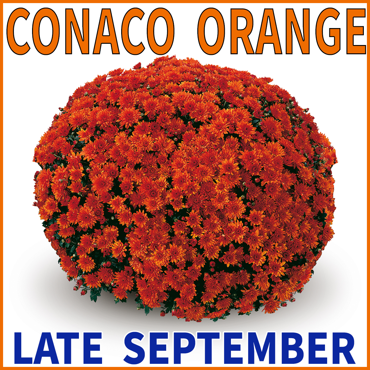 23-Mid-Mums-Conaco-Orange