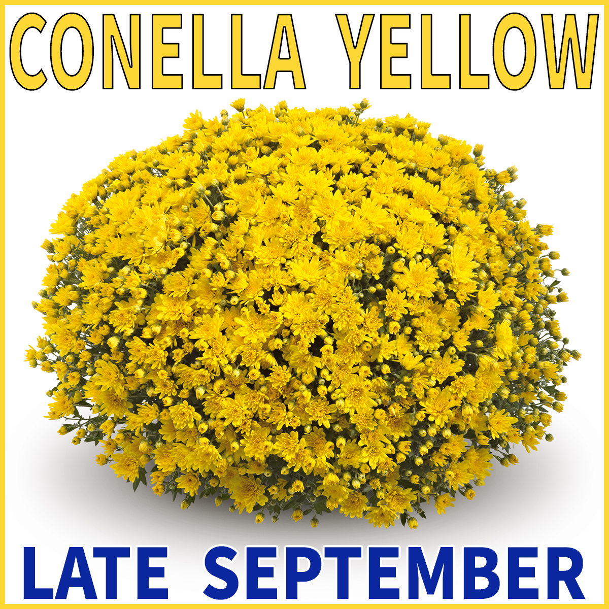 23-Mid-Mums-Conella-Yellow