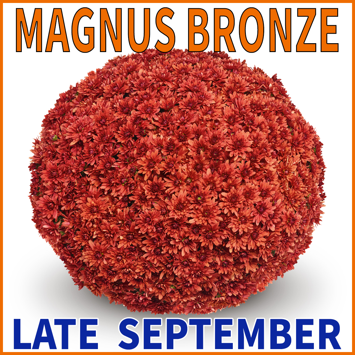 23-Mid-Mums-Magnus-Bronze
