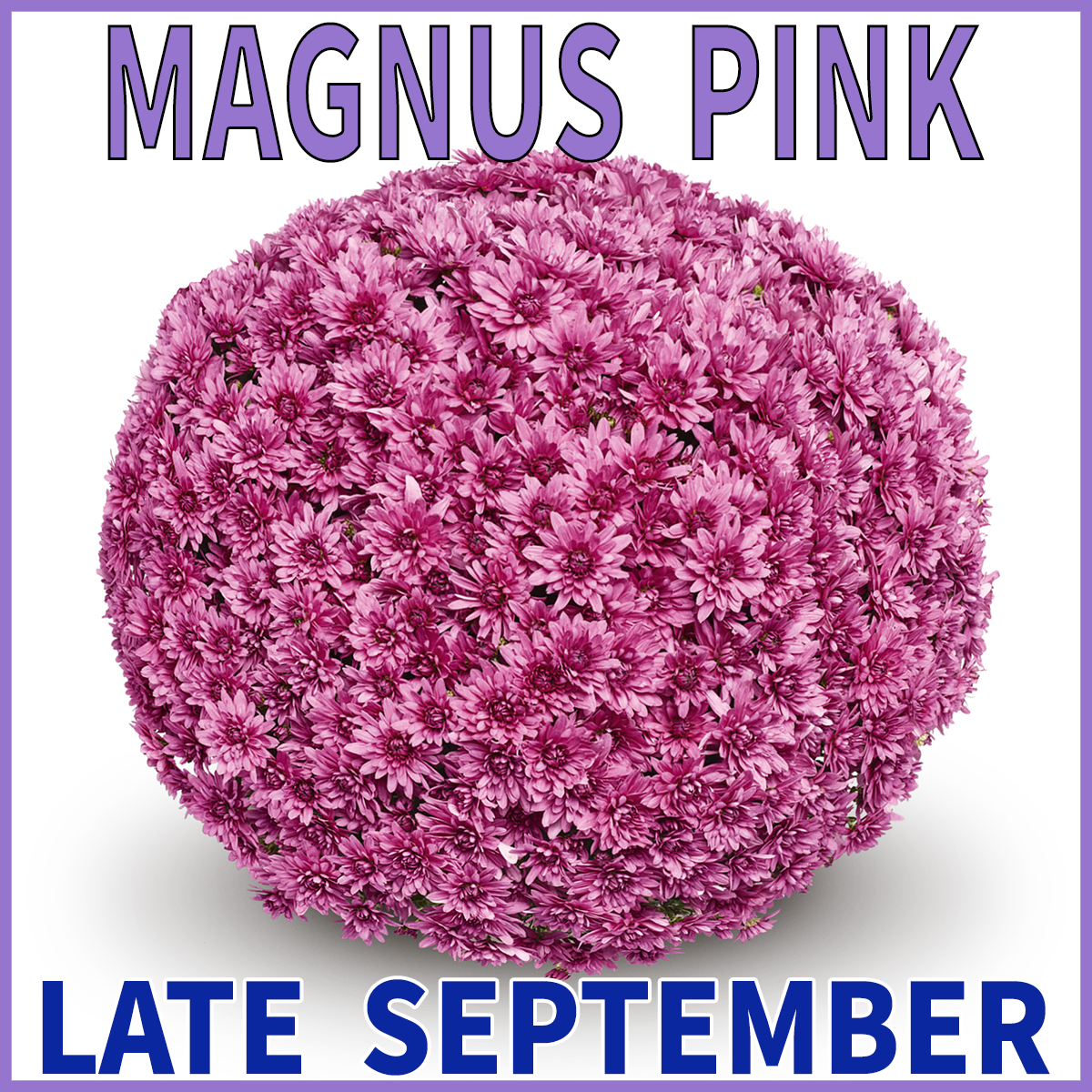 23-Mid-Mums-Magnus-Pink