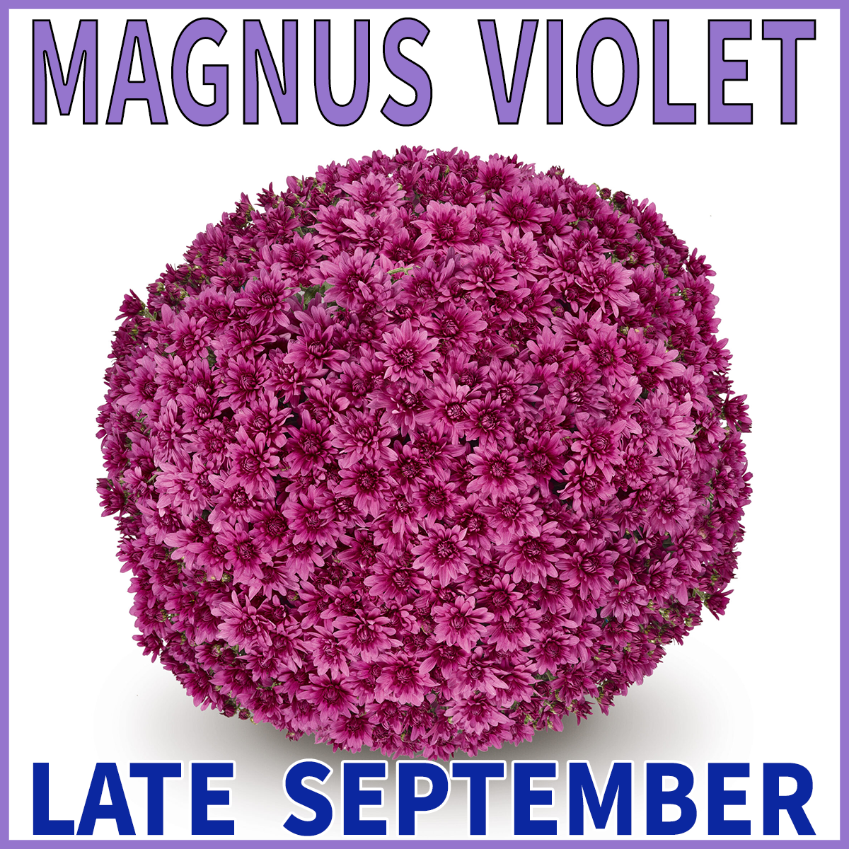 23-Mid-Mums-Magnus-Violet