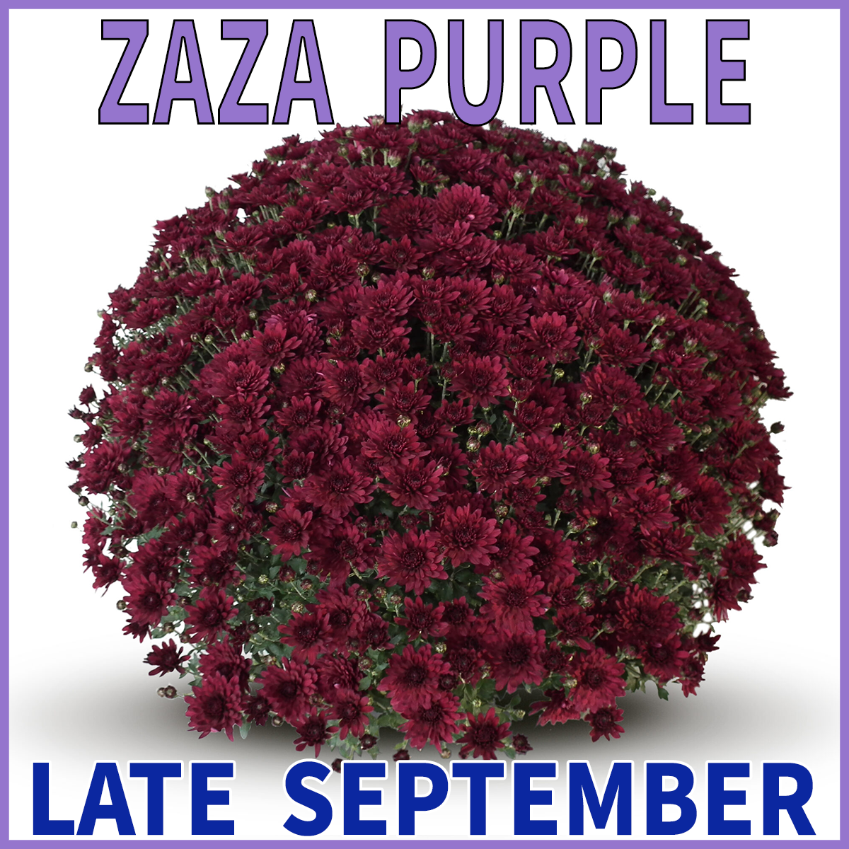 23-Mid-Mums-Zaza-Purple