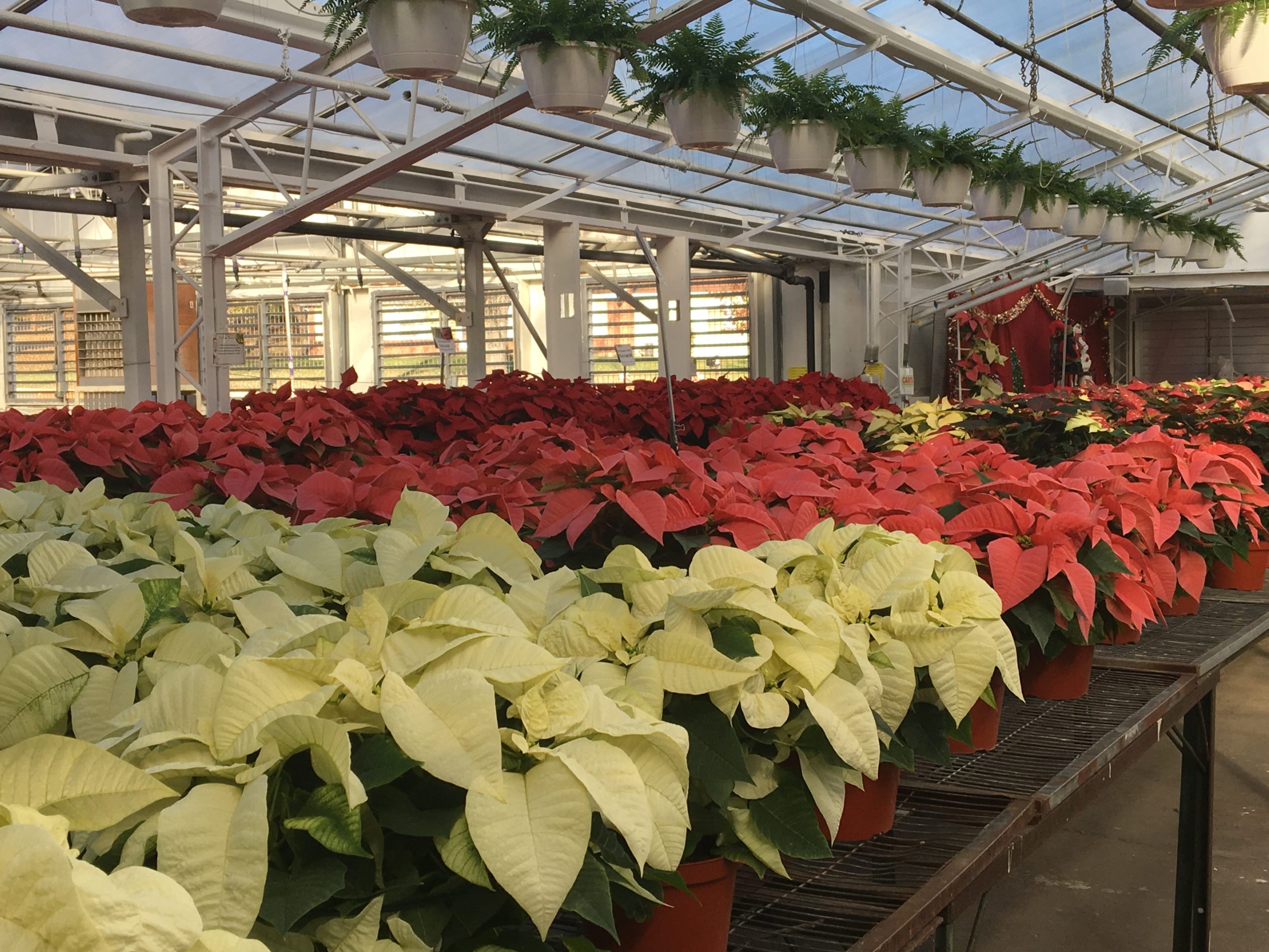 Wiethop Greenhouses St. Louis Area Greenhouse About Us