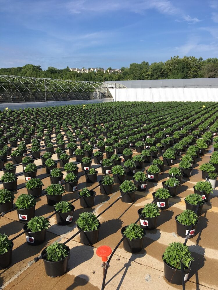 About Us Wiethop Greenhouses