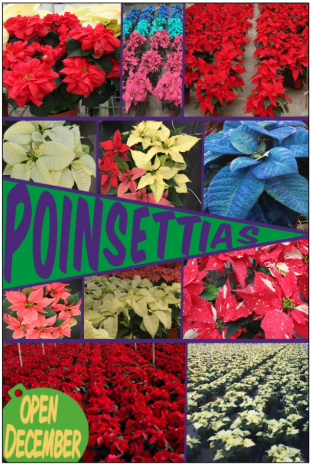 A collage of winter poinsettias