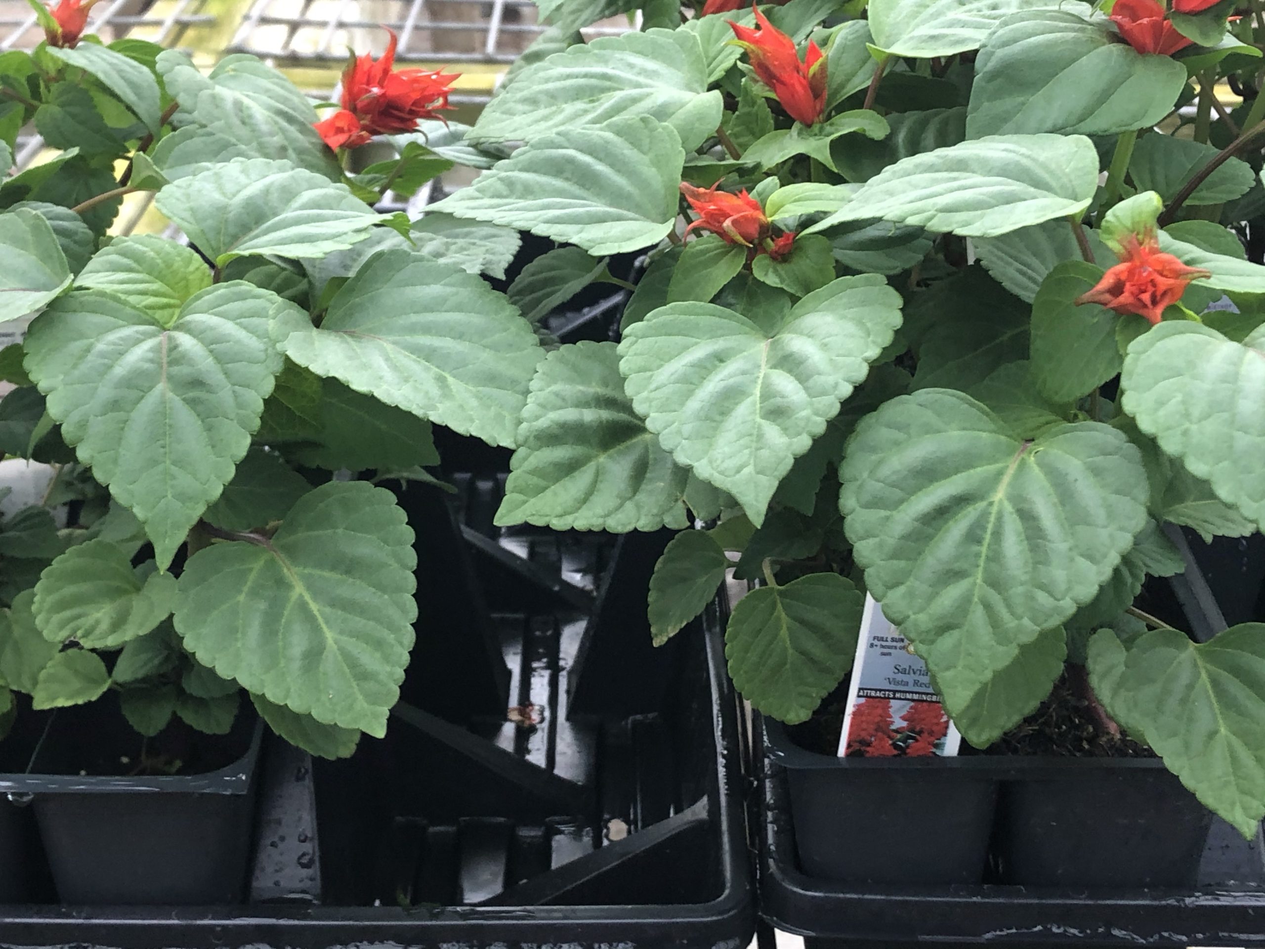 mums. - Wiethop Greenhouses