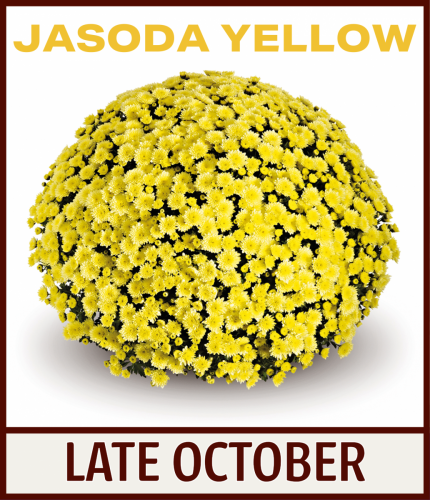 1ALLcombo-35-JASODA-YELLOW